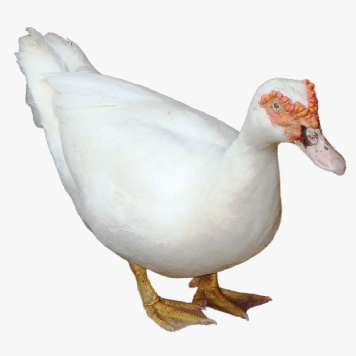 Ngan Pháp Siêu Nặng