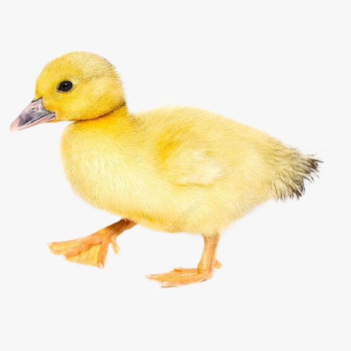 Kỹ Thuật Nuôi Ngan Pháp Đẻ