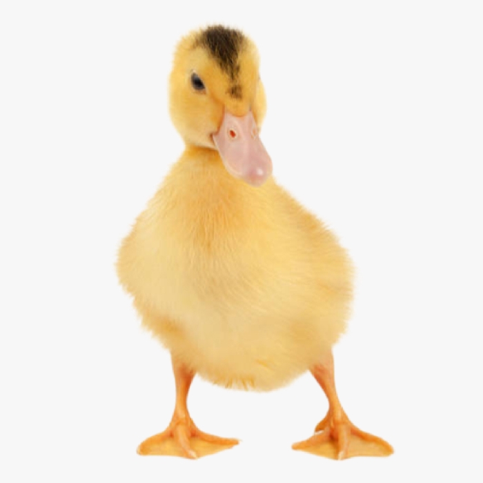 Kỹ Thuật Nuôi Ngan Con