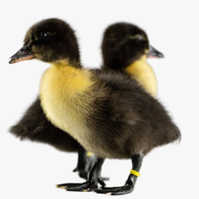 Kỹ Thuật Nuôi Ngan Đen Đem Lại HIệu Quả Kinh Tế Cao