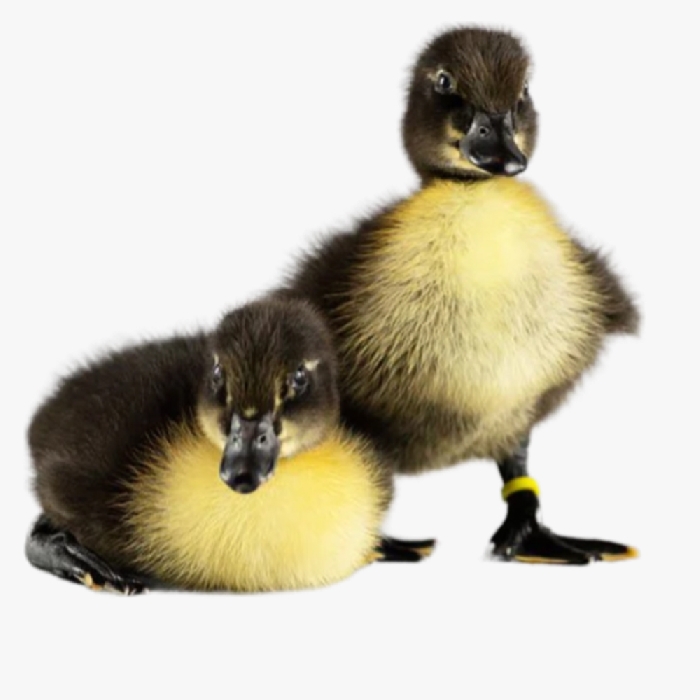 Hướng Dẫn Úm Ngan Khi Vào Hè