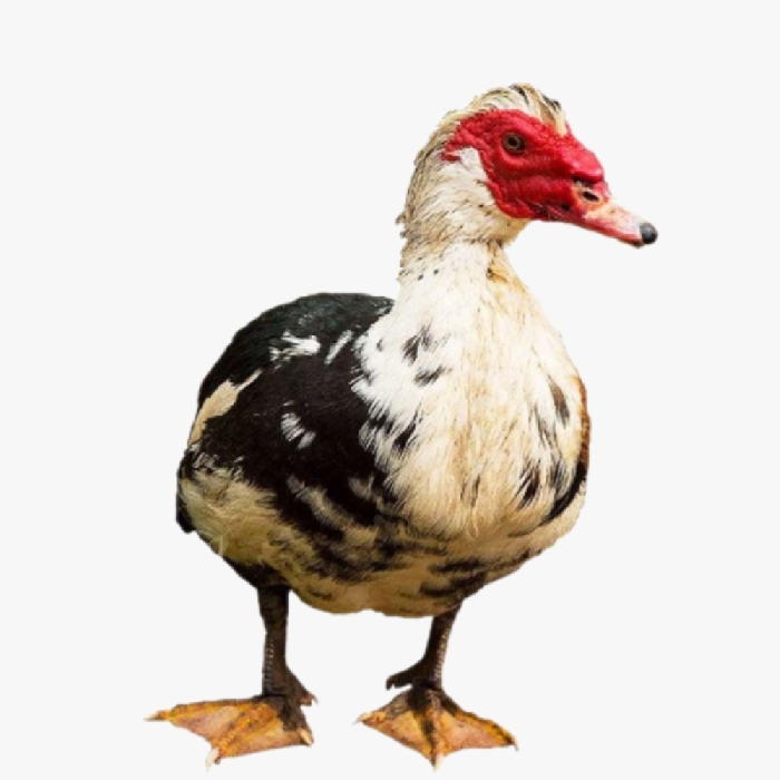 Phương Pháp Nuôi Ngan Ngoại Đơn Giản