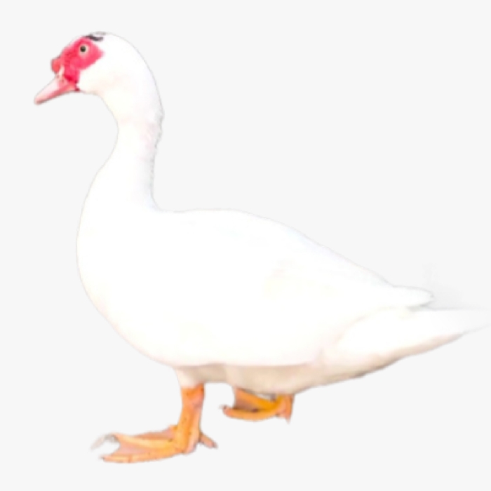 Hướng Dẫn Chăm Sóc Ngan Pháp Từ 1 Ngày Khi Xuất Bán